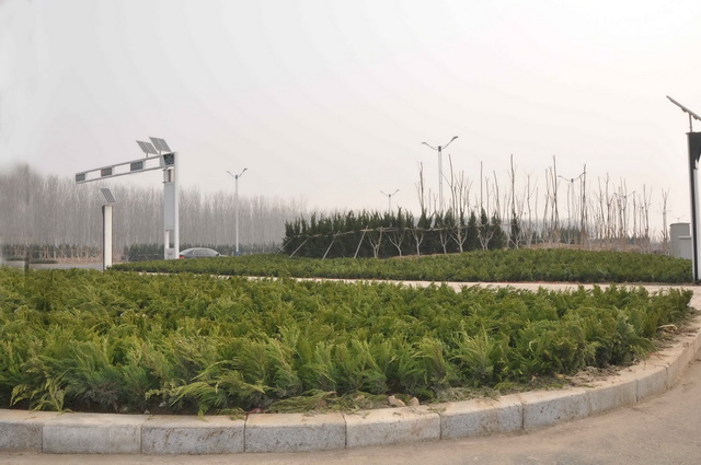 总公司承建的市重点绿化工程全部竣工